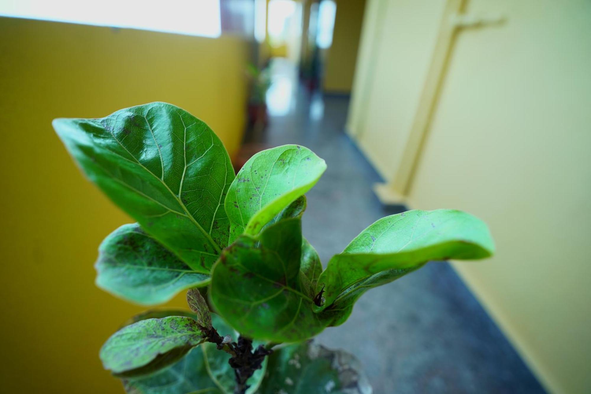 Sri Govindham Home Stay Tirupati Eksteriør billede